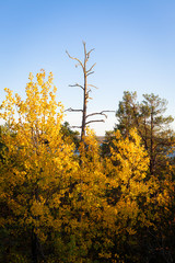 Fototapeta premium Autumn colors in tree foliage and blue sky