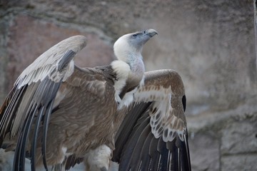 The rise of birds of prey