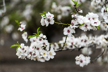 Almond gardens, Almond orchard in bloom, Judea plains Israel