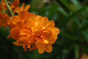 Fototapeta premium Orange Phalaenopsis Orchid Blossoms.