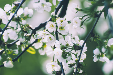 Cherry flowers frame