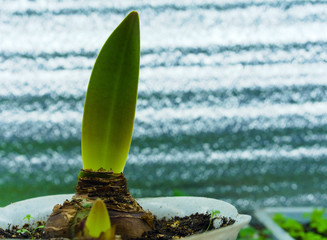 A young leaf from a bulb. Spring time