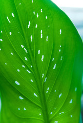 CloseUp of leaf dieffenbachia