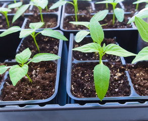 Saplings of pepper. Spring season.