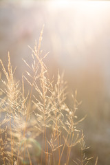 glitzerndes Gras im Gegenlicht