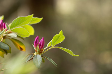 azalea flower creating frame