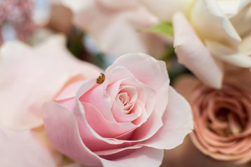 Fototapeta na wymiar Macro delicate fresh pink rose flower. Wedding fresh flowers decoration
