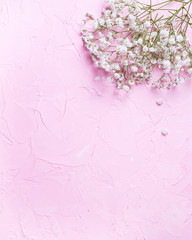 Fresh white gypsofila  flowers  on  pink textured background.