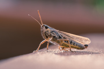 Grashüpfer im Sonnenlicht