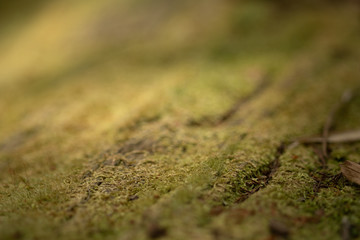 moss bark green element