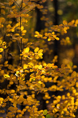 Yellow autumn leaves on tree
