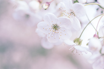 Cherry spring flowers