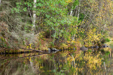 Forest reflection in lake surface
