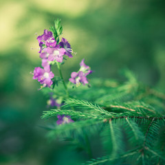 Fototapeta na wymiar Beautiful flower and spruce branch