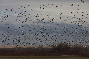 Snow geese Bosque del Apache, New Mexico USA