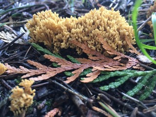 Coral Fungi