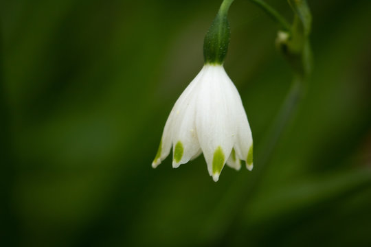 close up white flower bokeh