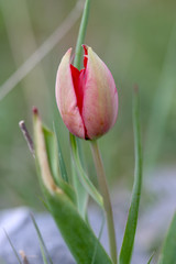 tulip on green background