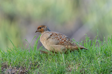Grey Francolin on Maui
