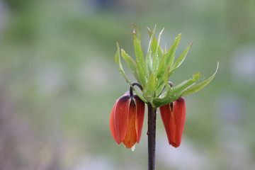 orange tulip flower