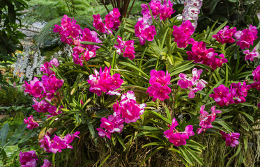 Pink Phalaenopsis Orchid Blossoms.