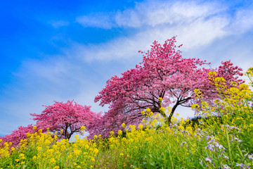 河津桜　静岡県賀茂郡南伊豆町　みなみの桜と菜の花まつり