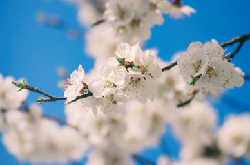 Apricot tree blossoms