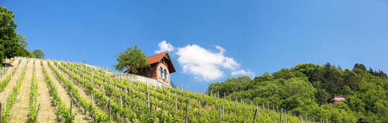 Freyburg - Blick zum Weinberg
