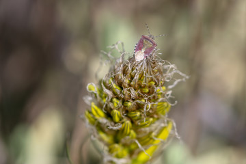close-up flower in the garden