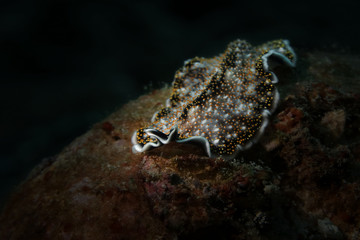 Spangled flatworm (Acanthozoon sp. )  Picture was teken in Ambon, Indonesia