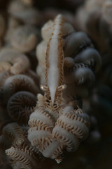 Shrimp &nbsp;Hippolyte tenuicarpus. Picture was taken in Ambon, Indonesia