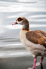 duck in Hyde Park London England