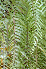 Stripes bright green foliage Used as a background