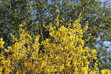 GENETS EN FLEURS JAUNES - ARBUSTE AU PRINTEMPS