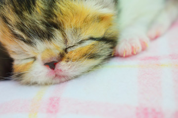 cute persian baby kitten