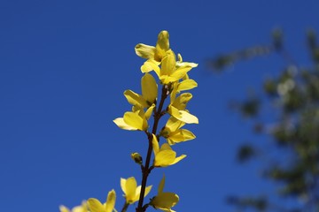 GENETS EN FLEURS JAUNES - ARBUSTE AU PRINTEMPS