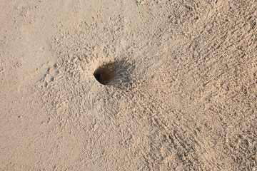 Crabs and many footprints on the beach.