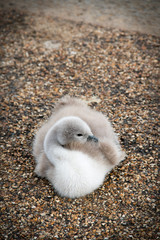 baby swan in Hyde Park London England