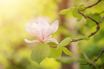 Obraz premium Magnolia spring flowers