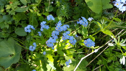 Vergissmeinnicht 1