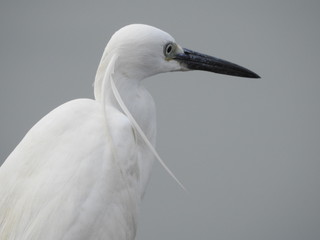 exotic white egret with a hair style