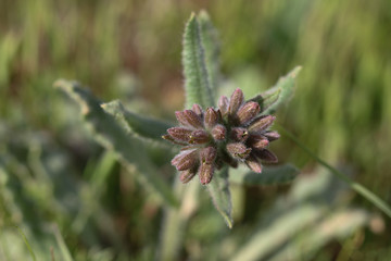 pine cone on branch