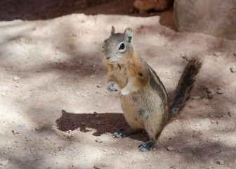 Closeup of a squirrel standing on its feet