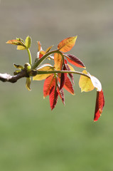 autumn leaves on tree