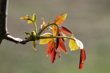 autumn leaves on tree