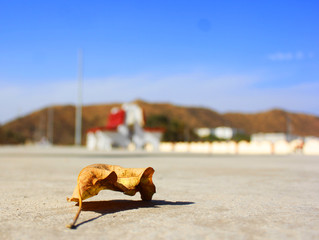 leaf on ground with blue sky