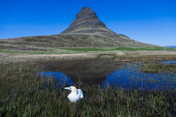 Gannet resting in grass with Iceland's Kirkjufell Mountain in the background