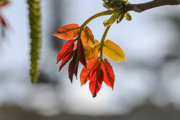 autumn leaves on tree