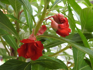 Red balsam flowers