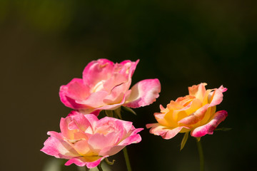 Yellow mix pink  rose flower